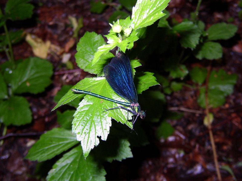 Calopteryx  virgo